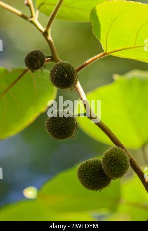 Fruits of Paper Mulberry tree "Broussonetia papyrifera" with green leaves background. Dublin, Ireland Stock Photo