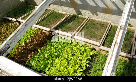 Freshly germinated in a cold frame - John Gollop Stock Photo