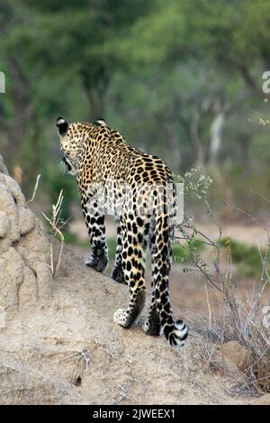 Rear view of a leopard in the bush, South Africa Stock Photo