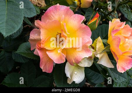 Flowers of ‘Mordin Sunrise’ Shrub Rose Stock Photo