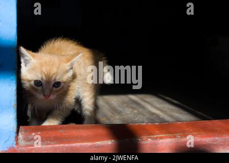 Red frightened little cat looking at the world through the open doorway of the old house. Stock Photo