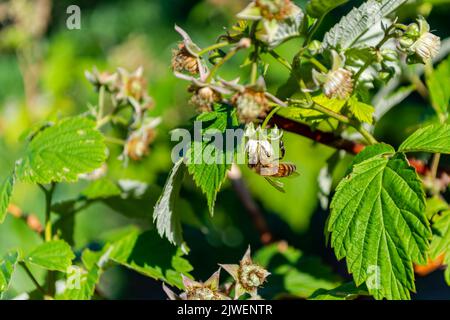 A bee pollinates a raspberry flower on a bush. Sunny day. Stock Photo