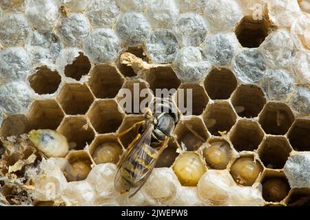 Wasps hatching out of their cells from inside the nest Stock Photo