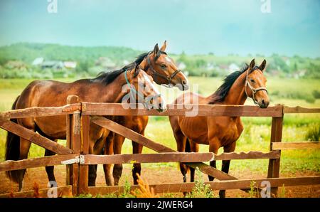 Three beautiful bay horses stand near the wooden fence of the paddock on the farm against the background of a green field and blue sky on a summer day Stock Photo