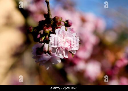 A closeup of a pink sakura flower Stock Photo