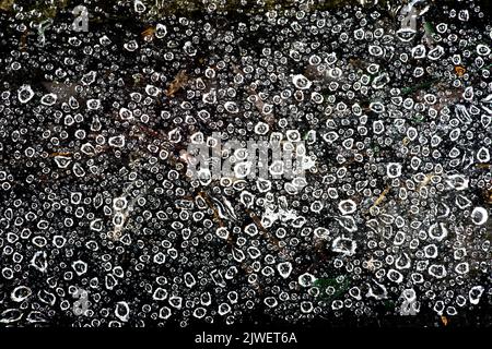 Massive raindrops on a very dense spiderweb Stock Photo