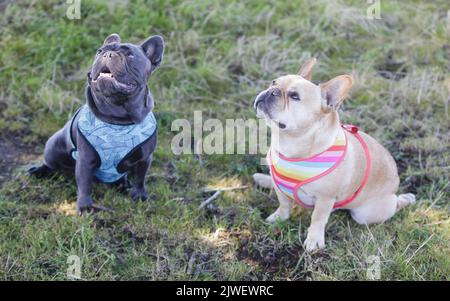 Red Tan (right) and Blue Isabella (left) Frenchies Begging for Treat. Off-leash dog park in Northern California. Stock Photo