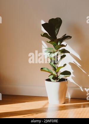 Green leaves of Fiddle Fig or Ficus Lyrata in a white pot in a room on the floor in sunlight and shadows. Fiddle leaf fig tree tropical houseplant on Stock Photo