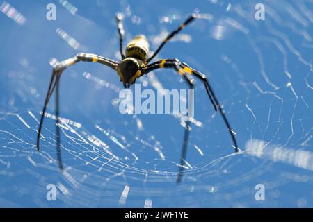 Approaching female Joro spider (Trichonephila clavata) on her web in Snellville (Metro Atlanta), Georgia. (USA) Stock Photo