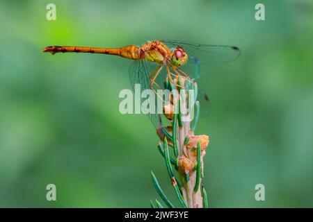 Ruby Meadowhawk, Sympetrum rubicundulum, is a species of dragonfly found in the northern United State and southern Ontario, Canada Stock Photo
