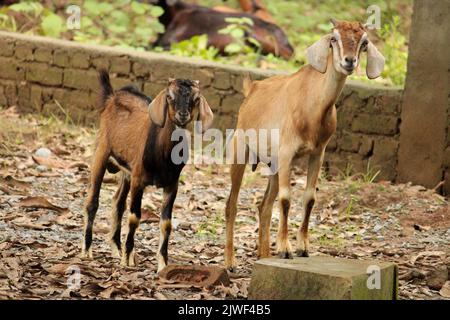 Two goats on a farm next to each other Stock Photo