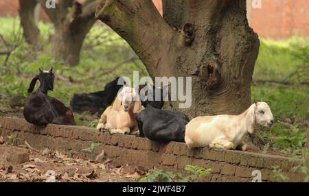 A flock of goats sitting next to each other Stock Photo