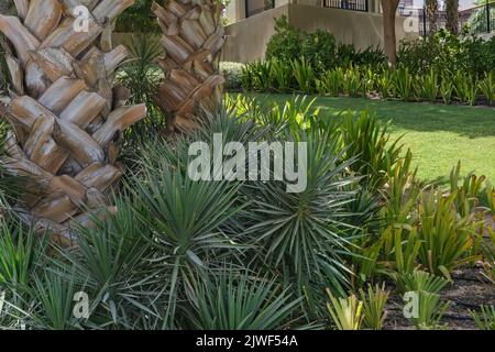 Green recreation area in urban park with classic decorative desert plants and palm tree trunk close up as background Stock Photo