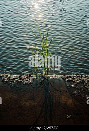 Vertical image of reed and water lit by the evening sun Stock Photo