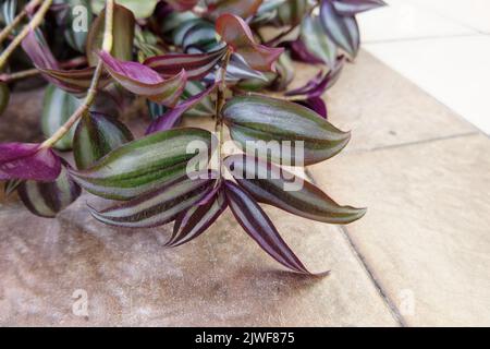 Wandering Jew, Wandering Dude, Inch Plant, Spiderwort or Tradescantia Zebrina plant flowers. Pink purple violet leafs Stock Photo