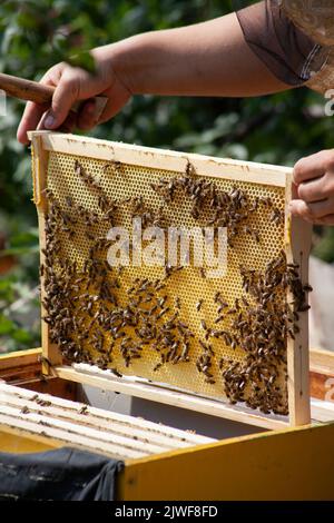 A beekeeper lays a frame with honeycomb honey and bees to a hive in an apiary Stock Photo