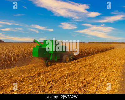 A farmer collects corn with a combine harvester in an agricultural field. Stock Photo