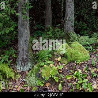 Cushion moss, Canada mayflower, ferns, and northern white cedar trees in an ancient forest on an island in the 30,000-island archipelago of the easter Stock Photo