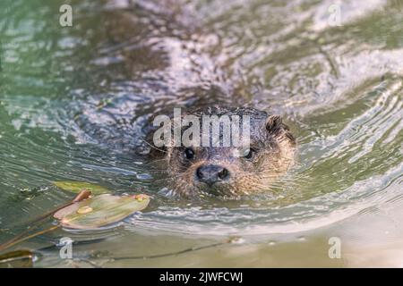 Swimming European Otter in the river Stock Photo