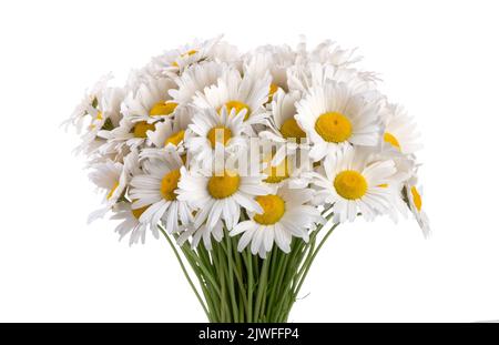 Bouquet of Chamomiles isolated on a white background. Stock Photo