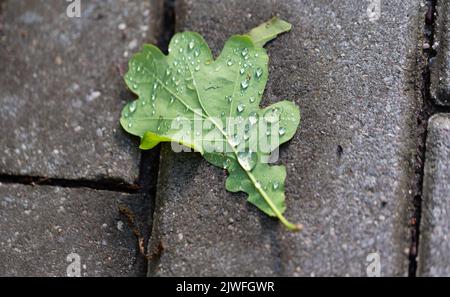 Green oak leaf with water drops after rainfall. Close-up wet leaf lying on concrete. Stock Photo
