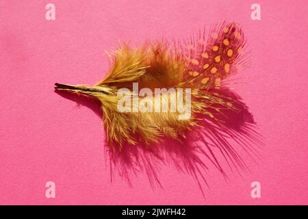 Yellow spotted bird feather on a pink sunny table. Art card. Stock Photo