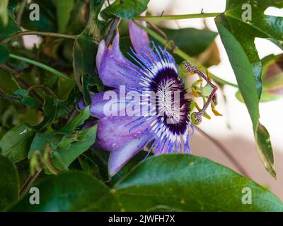 Intricate exotic purple and blue flower of the half-hardy tendril climbing passion flower, Passiflora 'Betty Myles Young' Stock Photo
