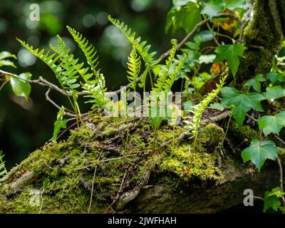 Common polypody fern, Polypodium vulgare, growing as an epiphyte on a moss covered branch in a Cornish wood Stock Photo