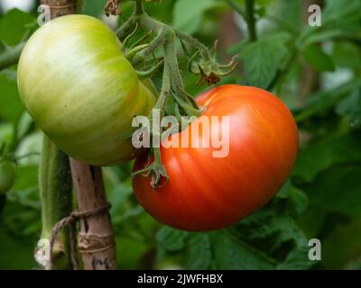 Ripe red and green unripe heritage beefsteak tomatoes, Solanum lycopersicum 'St Pierre' in a later summer truss Stock Photo