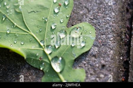 Green oak leaf with water drops after rainfall. Close-up wet leaf lying on concrete. Stock Photo