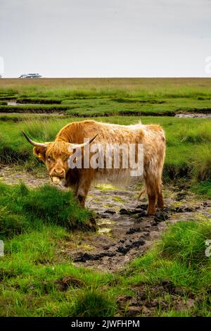 A vertical shot of the Highland cattle standing on the mud with green ...