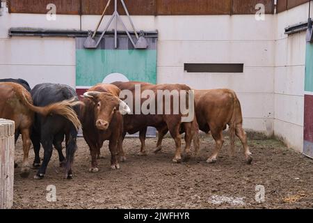 A closeup of herd of black and brown Spanish fighting bull in paddock Stock Photo