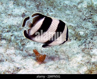 Butterfly Fish in Cozumel Stock Photo - Alamy