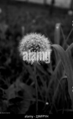 A grayscale of a dandelion with grass blurred in the background Stock Photo