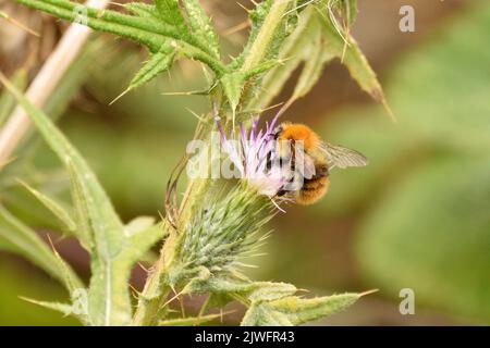 Common Carder Bumblebee feeding on the nectar of a thistle flower. Hertfordshire, England. UK. Stock Photo