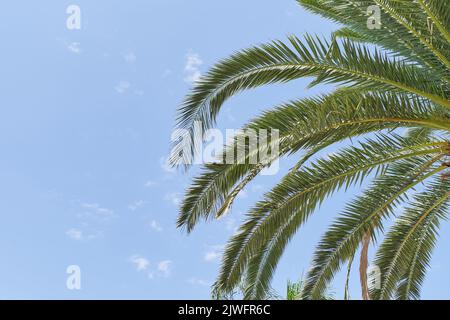 Palm branches on blue sky background, vacation concept Stock Photo