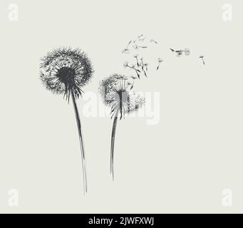 Dandelion, Flying Seeds of Dandelion Hand Drawn Illustration isolated on white Background. Stock Vector