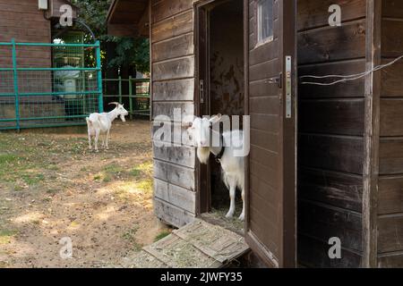 Goat livestock mammal animal white horned agriculture grass pet, for countryside field from up and summer face, one brown. Hair up nanny, cheerful Stock Photo