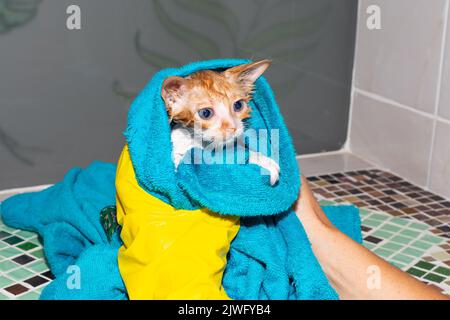 A small wet red kitten is wrapped in a towel after bathing. A frightened animal does not like to swim. Stock Photo