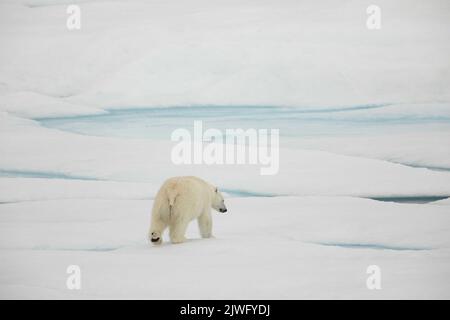 Polar bear on sea ice in Beaufort Sea, Nunavut, Canada. Stock Photo