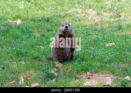 a woodchuck or groundhog stands on his hind legs in a field of grass and looks at the camera on a late summer day, with a shallow depth of field. Stock Photo