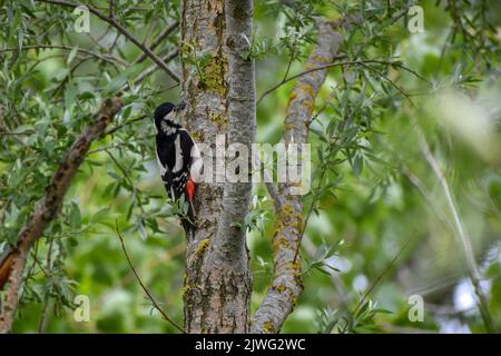 great spotted woodpecker (Dendrocopos major, Syn.: Picoides major) in the forest in Bavaria Stock Photo