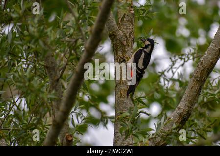 great spotted woodpecker (Dendrocopos major, Syn.: Picoides major) in the forest in Bavaria Stock Photo