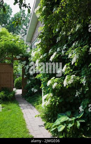 White climbing Hydrangea petiolaris growing on side wall of home next to paving stone path in spring. Stock Photo