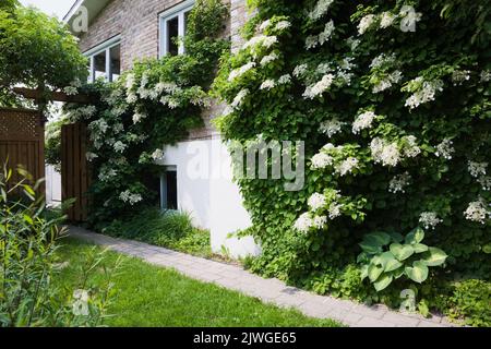 White climbing Hydrangea petiolaris growing on side wall of home next to paving stone path in spring. Stock Photo