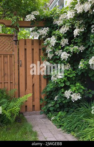 Paving stone path leading to  wooden fence gate with Pteridophyta - Ferns, white climbing Hydrangea petiolaris growing on side wall of home in spring. Stock Photo