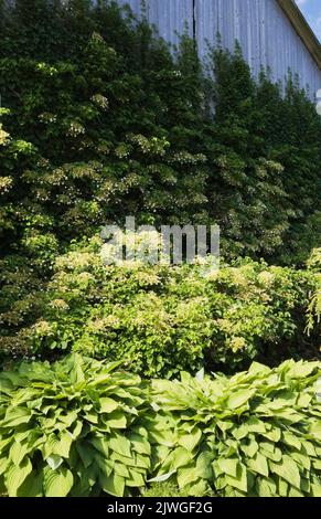 Hosta and climbing white Hydrangea petiolaris growing on side wall of old wooden barn in summer. Stock Photo