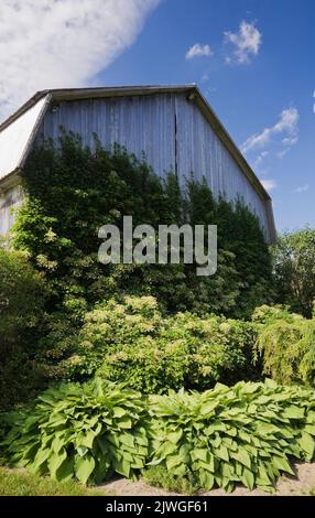 Hosta and climbing white Hydrangea petiolaris growing on side wall of old wooden barn in summer. Stock Photo