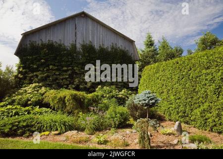 Border with mixed shrubs, plants, Thuja occidentalis - Cedar Hedge and climbing white Hydrangea petiolaris on side wall of old wooden barn in summer. Stock Photo