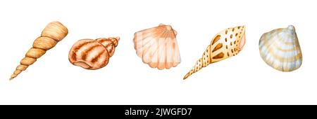 Set of sea shells. Watercolor clipart. Design elements isolated on white background. Stock Photo